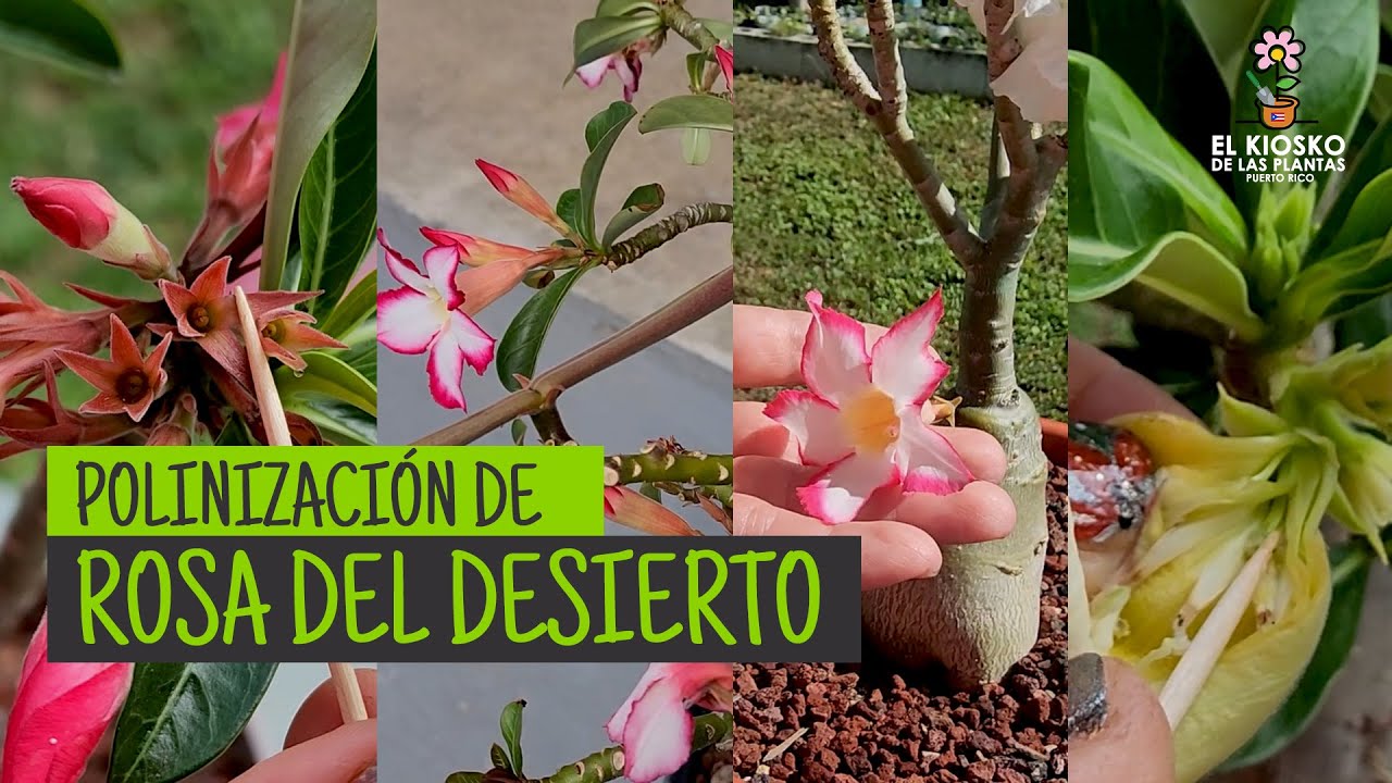 Cómo Polinizar Rosas del Desierto Cruzada y Sencilla (Adenium Obesum)
