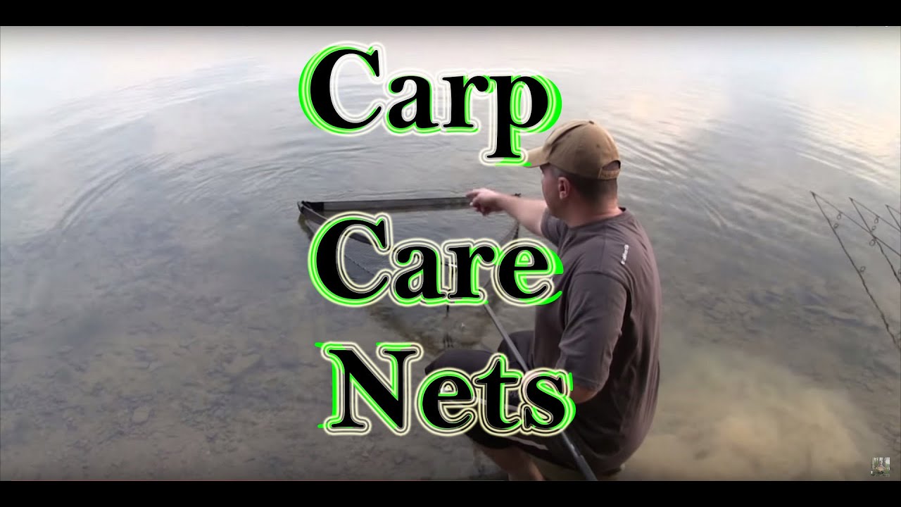 Carp Care Introduction Part 2 The Net Beginners Guide