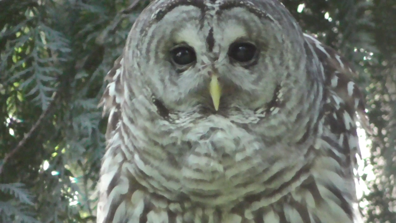 Barred Owl making calls in Lower Mainland, BC 2016