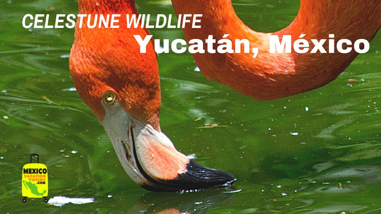 Mangrove Wildlife Boat Tour: Celest&uacute;n, Yucat&aacute;n M&eacute;xico