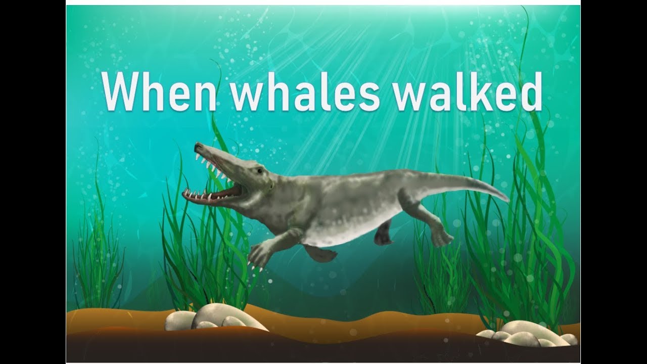 The time when whales walked - evolution of whales | Prof TRACEY ROGERS