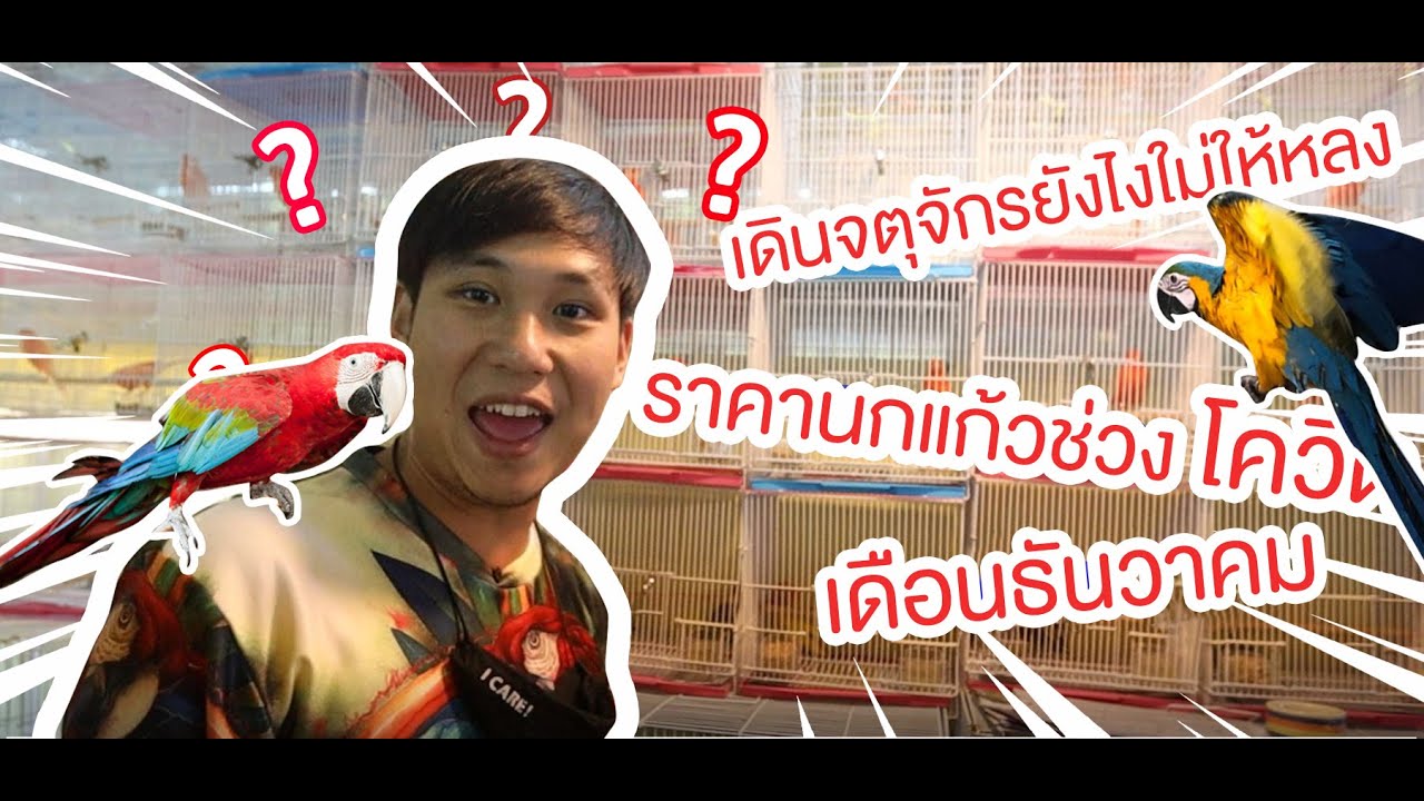 พาส่องราคานกแก้ว ปลายปี 2020 ที่จตุจักร