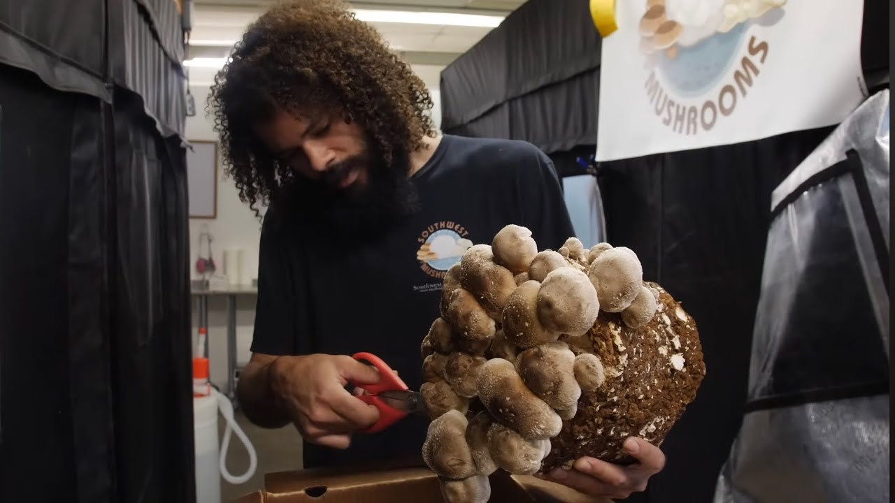 How to Grow & Harvest Shiitake Mushrooms Indoors | Cultivation Tips | Southwest Mushrooms
