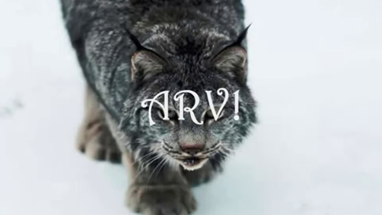 Perkele   Arvet