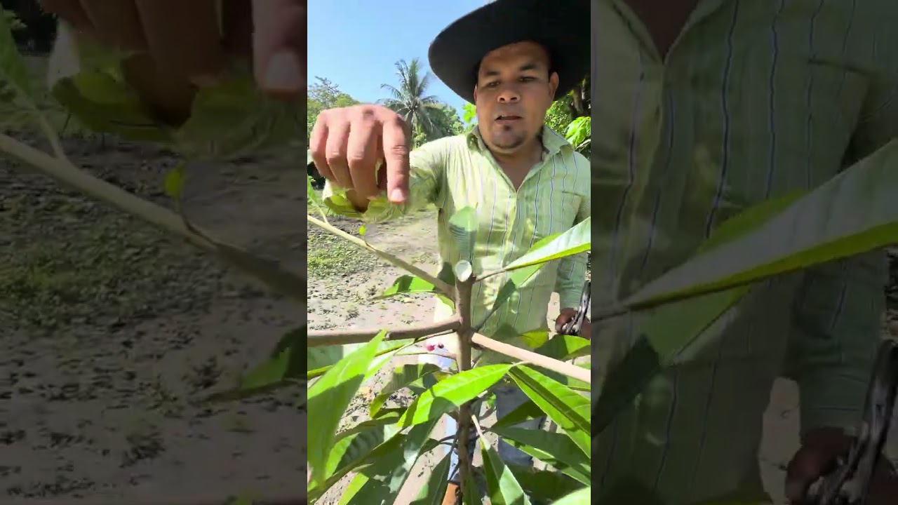 Porque debo podar mi árbol de mando injertado 