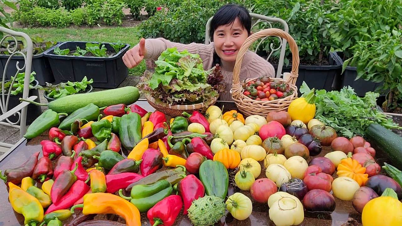 THU HOẠCH ỚT TRIỆU NGỌT, CÀ CHUA TRIỆU NGỌT, XÀ LÁCH ĐỎ,BÍ ĐAO,BÍ NGÒI