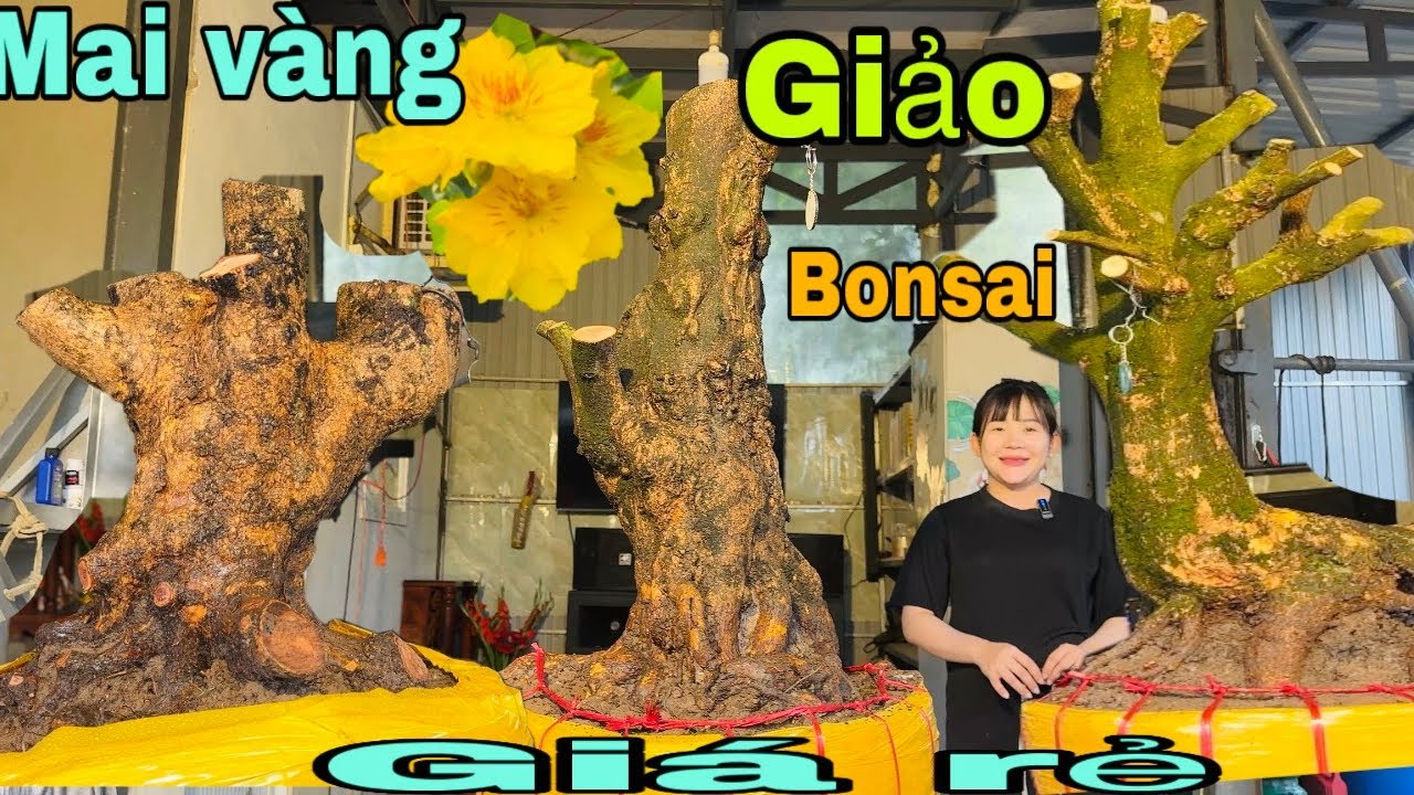 Mai vàng giảo xù bonsai  giá rẻ ngày 11/2/2026 Xuân 0776000017