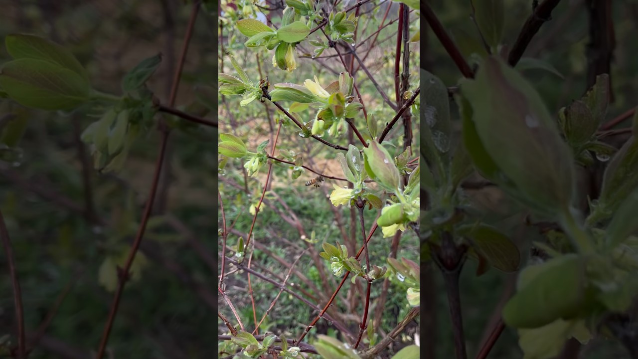 Local Honeybees Pollinating Our #Haskap Bushes - #haskaps #honeyberry #honeyberries #permaculture