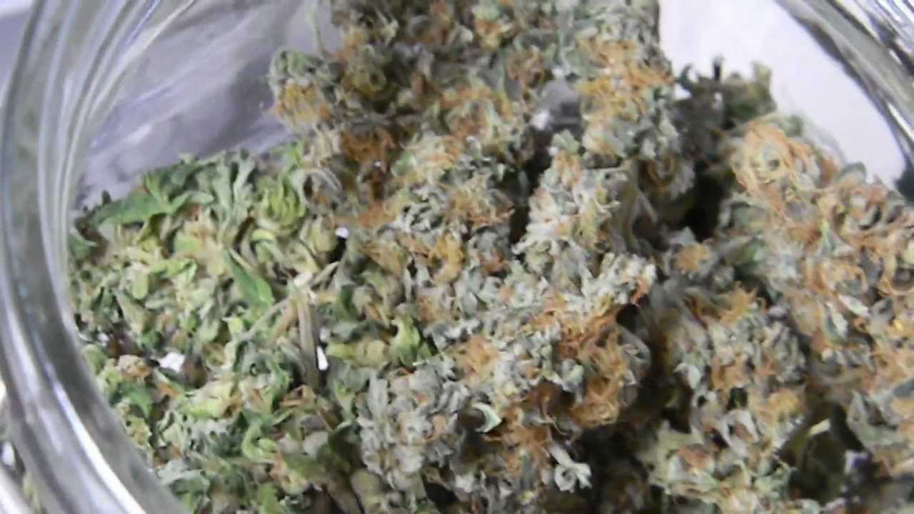 Purple X Og Kush Rips! HARVESTING Super Green Dream & Platinum Bubba!