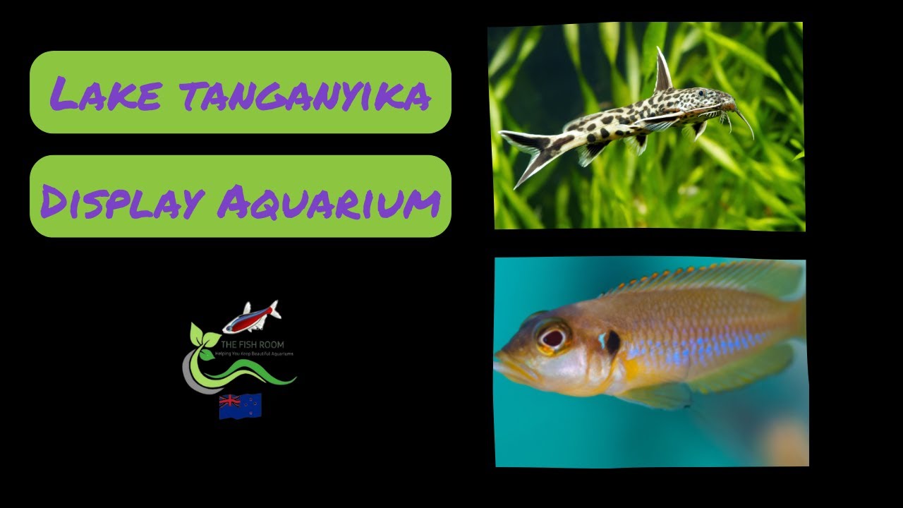 Lake Tanganyika Display Aquarium, featuring Synodontis Petricola and Lamprologus Ocellatus