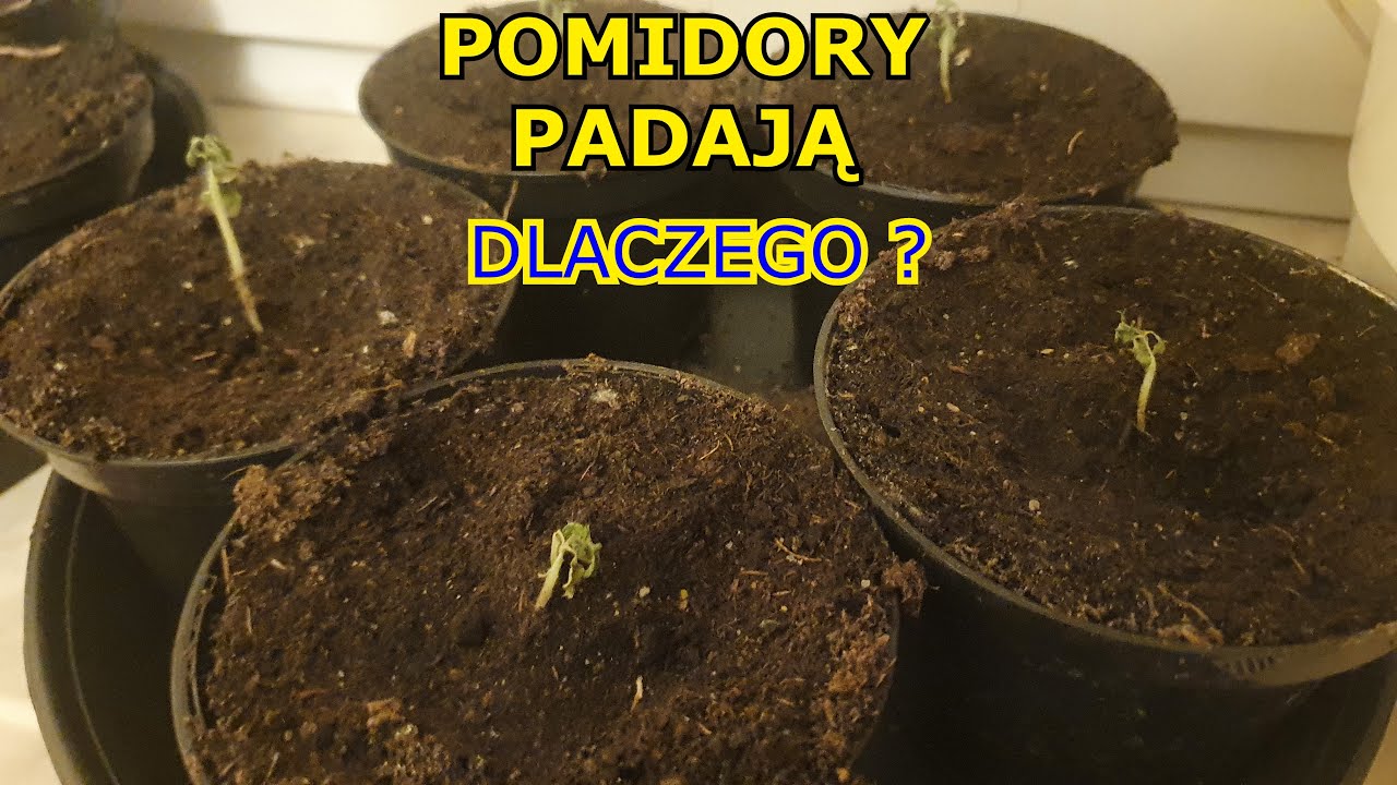 Pomidory PADAJĄ - Dlaczego ? Ziemiórki, Przenawożenie, Zimno, Mało słońca, Nieodpowiednia gleba.. ?