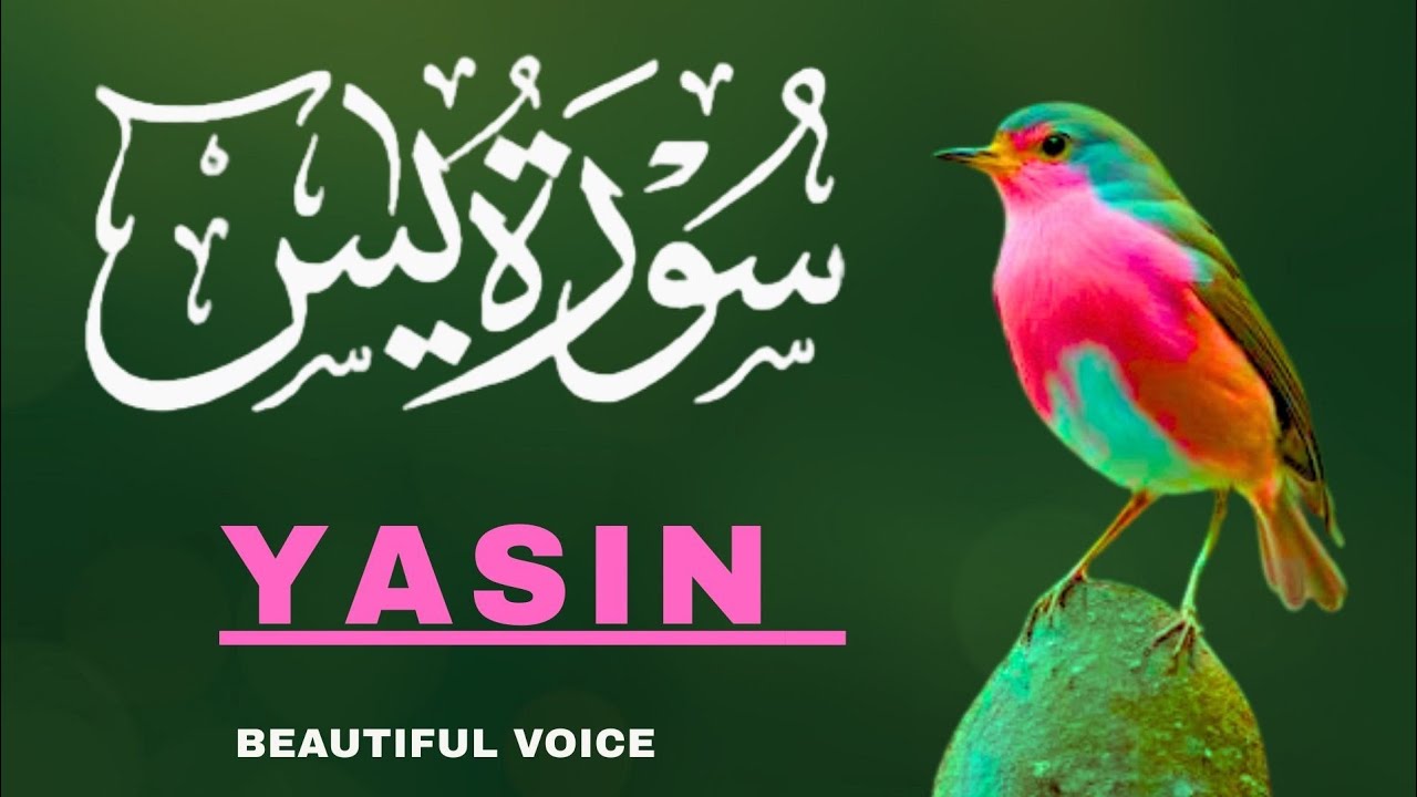 Surah Yaseen Beautiful Quran Recitation |Complete Episode 146 | Al Muqra Channel