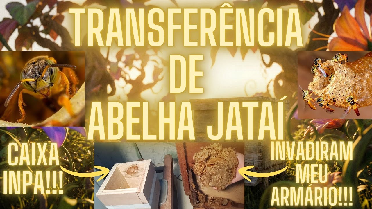 🐝 Elas moravam no meu armário! A emocionante mudança das Jataí para a caixa INPA! 🐝