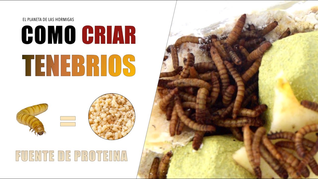 CRÍA DE TENEBRIOS MOLITOR - TURORIAL: LA MEJOR PROTEINA PARA HORMIGAS - EL PLANETA DE LAS HORMIGAS