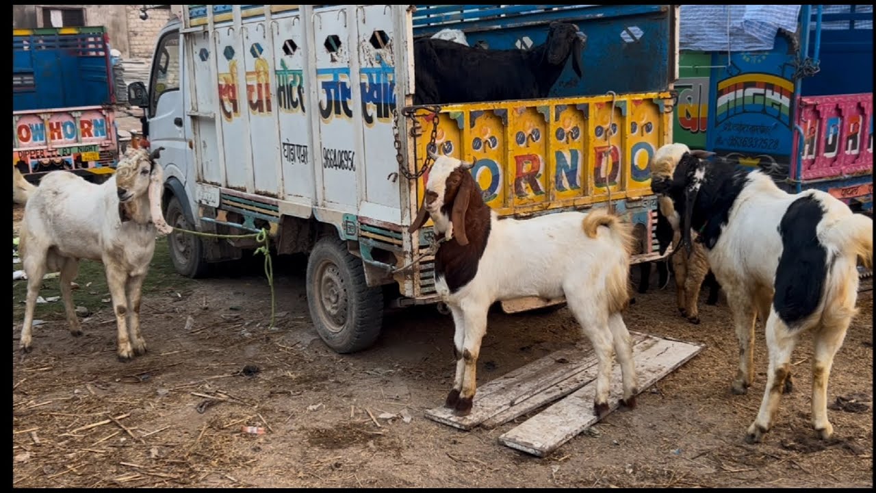 Kota bakra mandi rajasthan goat market live updet cover with price 29th November 2025