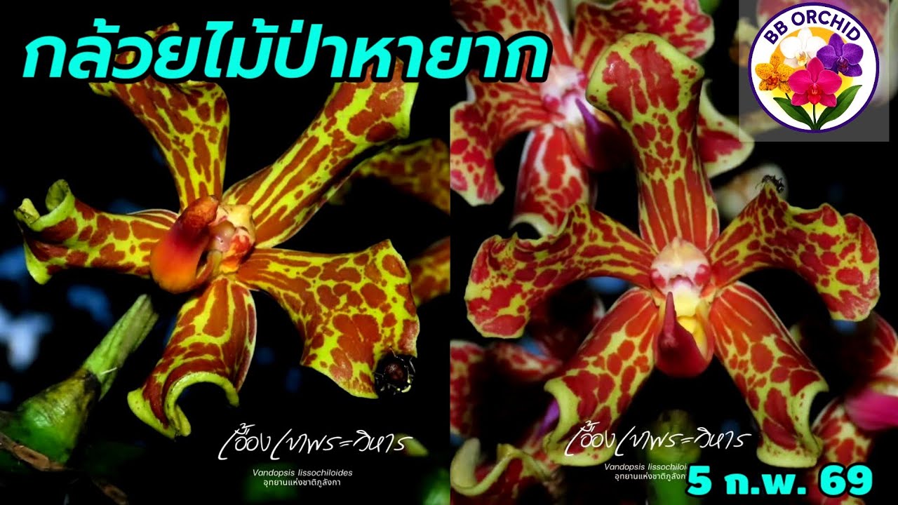 EP.73 กล้วยไม้ชุดใหม่เข้าเพิ่ม กล้วยไม้แคทลียา กล้วยไม้หายาก #กล้วยไม้ #orchid 