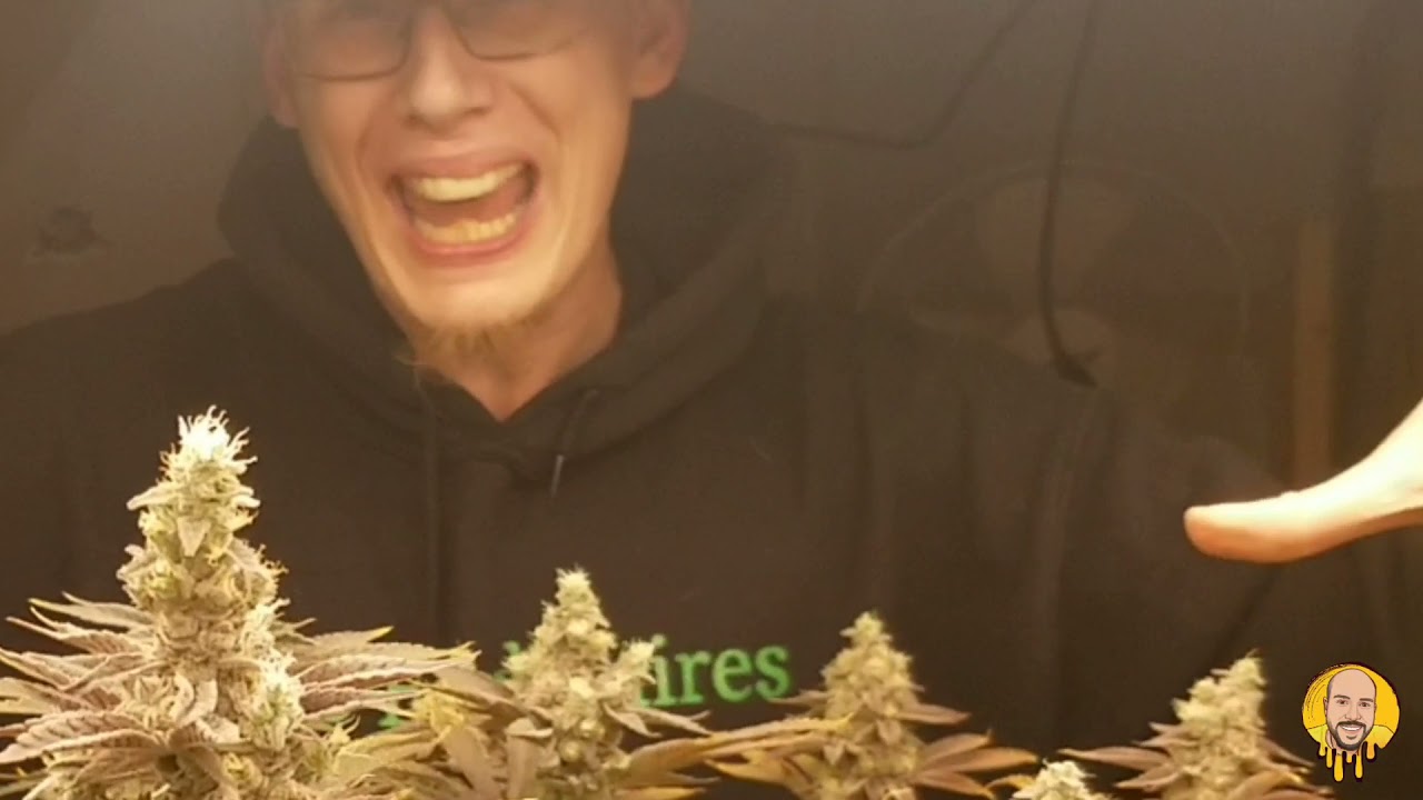 The Headie Eddie Growshow - Episode 1 - Meet Eddie