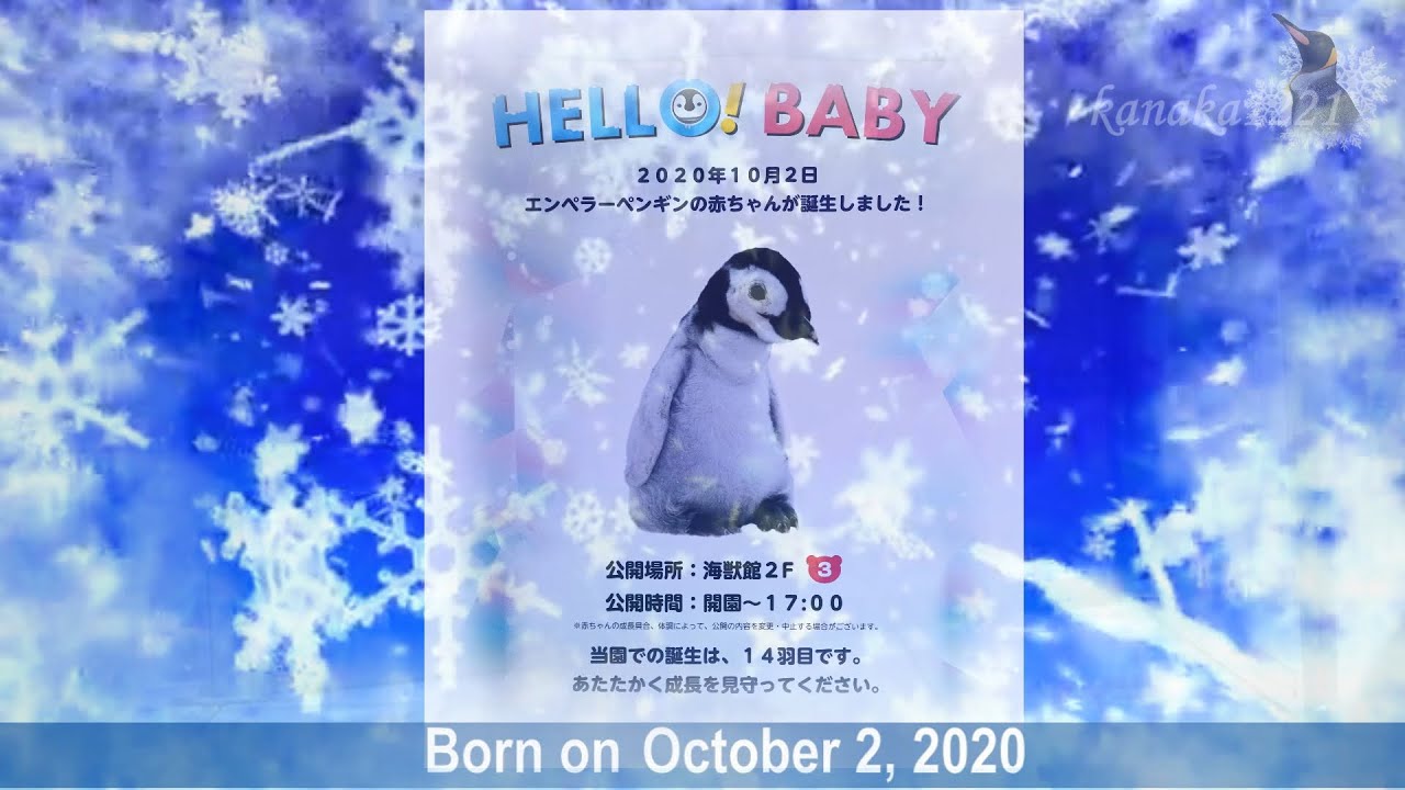 AWS 2020エンペラーペンギンの赤ちゃん-スネる-Baby emperor penguin