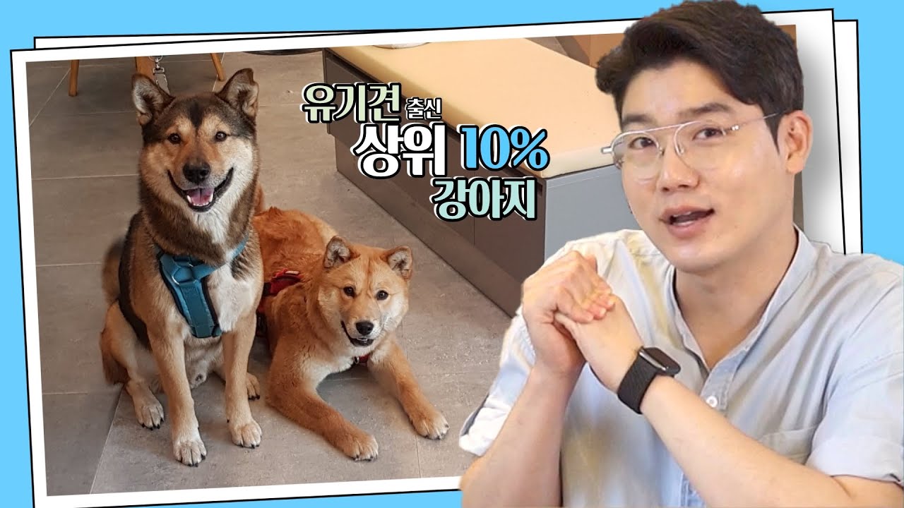 설채현이 인정한 유기견 가족, 입양과 적응 꿀팁~![Q&A 2편]