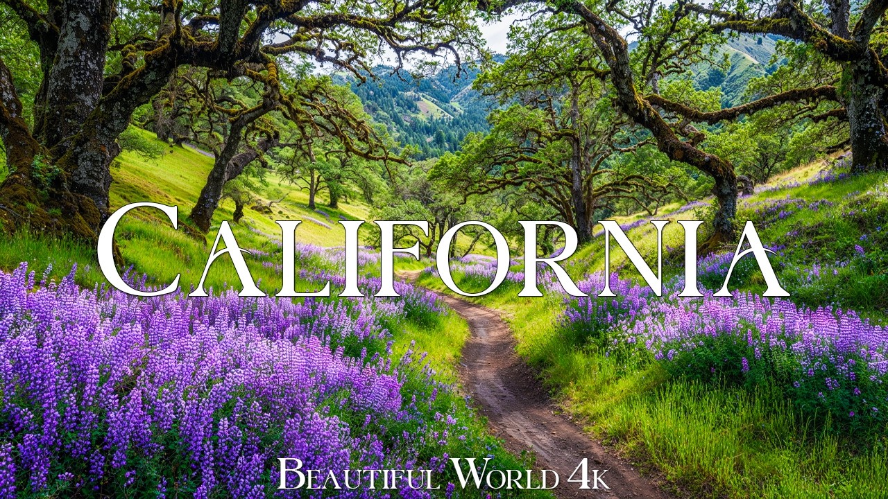 California 4K | Fairytale Spring Forests, Colorful Wildflowers & Scenic Nature Walks