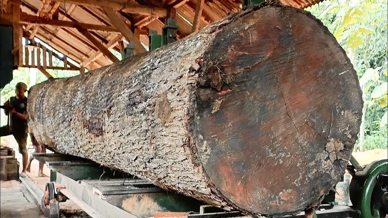 AMAZING GENIUS..! Sawing down a giant tree in casual, elegant style