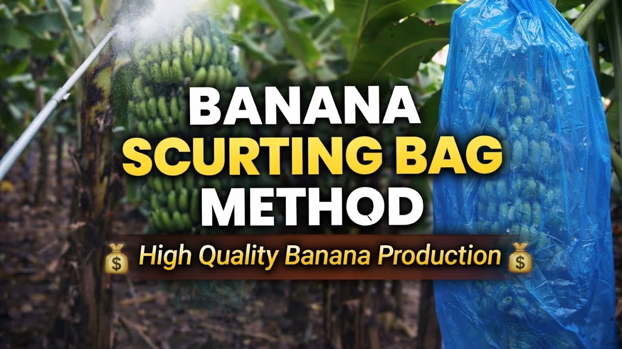 Banana Bunch Spraying & Bagging Method | High Quality Banana Production| Size, Colour increase