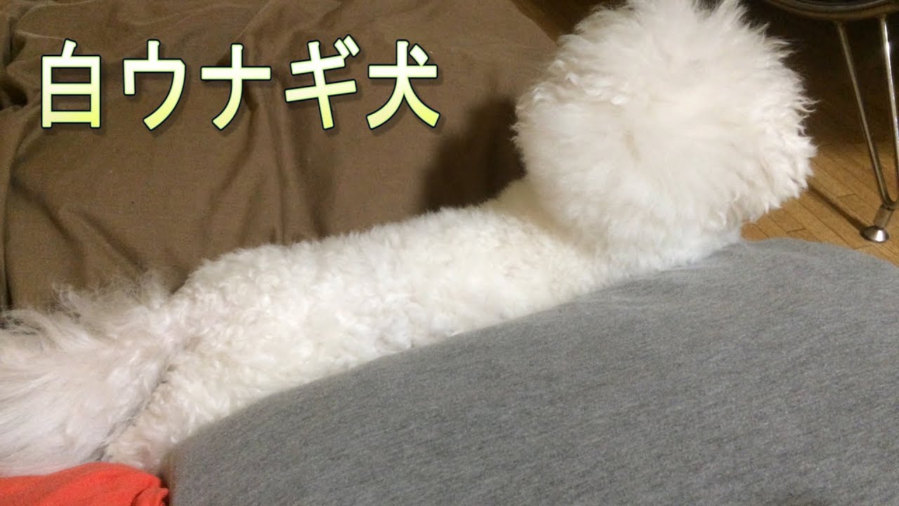 白ウナギ犬！ビションフリーゼ
