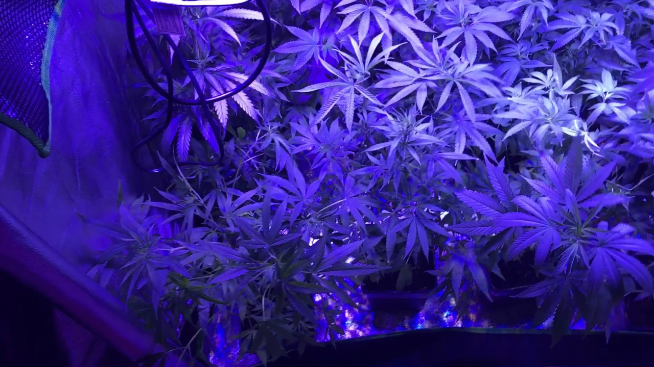 VIPARSPECTRA 450 update