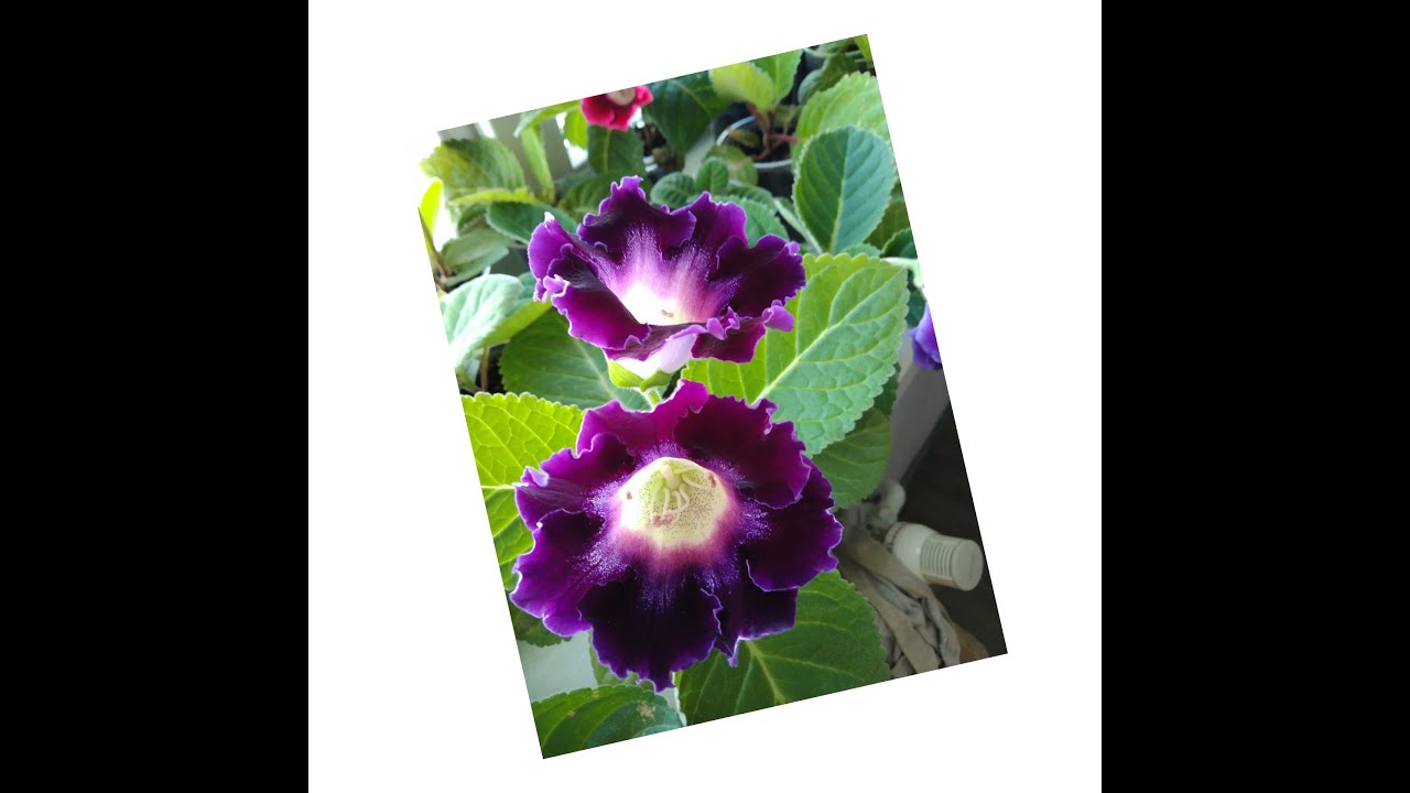 # 012 Глоксиния, размножение фрагментом листа