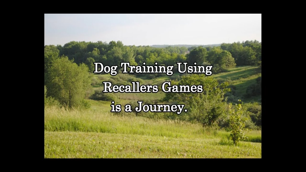 Dog Training Using Recallers Games Is A Journey