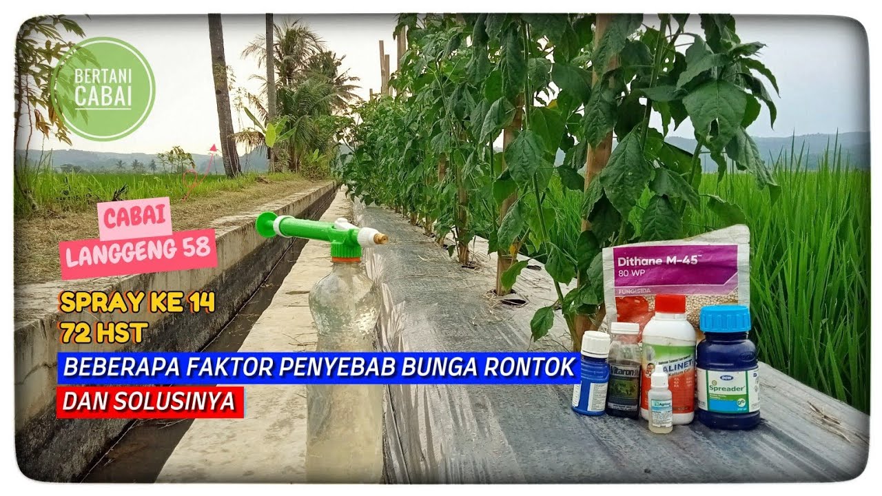 BERTANI CABAI LANGGENG 58 PART II |72 HST| SPRAY KE 14