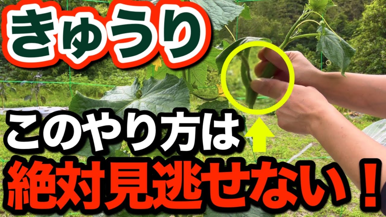 【﻿第2話】キュウリの下葉かき・摘芯・仕立て方！収穫量が劇的アップする方法を実践と絵で分かりやすく解説！