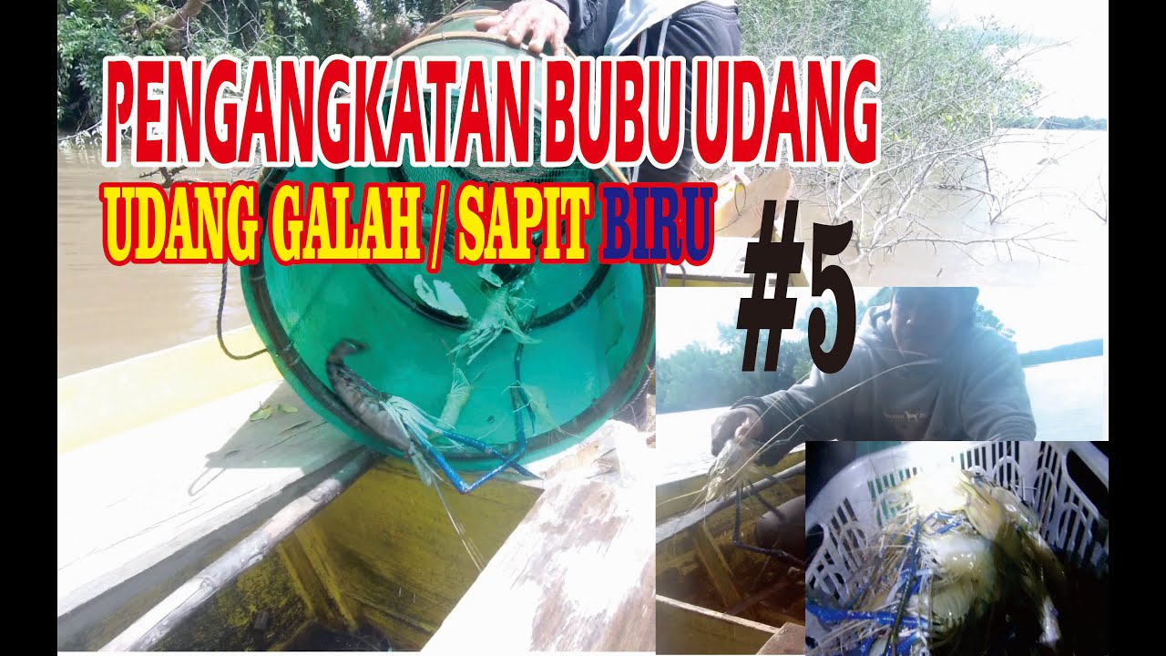 Pengangkatan Bubu Udang Sapit Biru # 5 || Bulungan, Kalimantan Utara