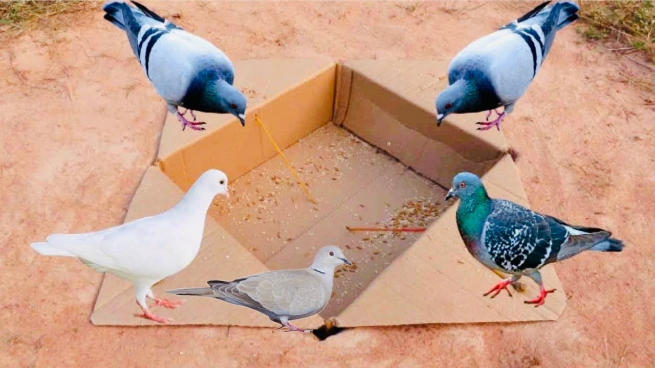 Easy Creative Understand Quick Pigeons Trap Using Paper Box- Easy Bird Traps catching birds | 
