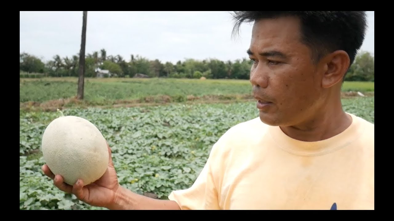 How to grow Sweet Melon by Sir Ruben Allado Jr