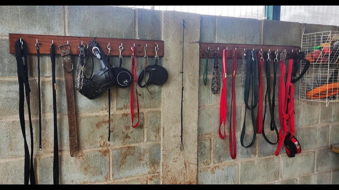 Os equipamentos básicos que todo proprietário ou adestrador devem conhecer [AULA 2]