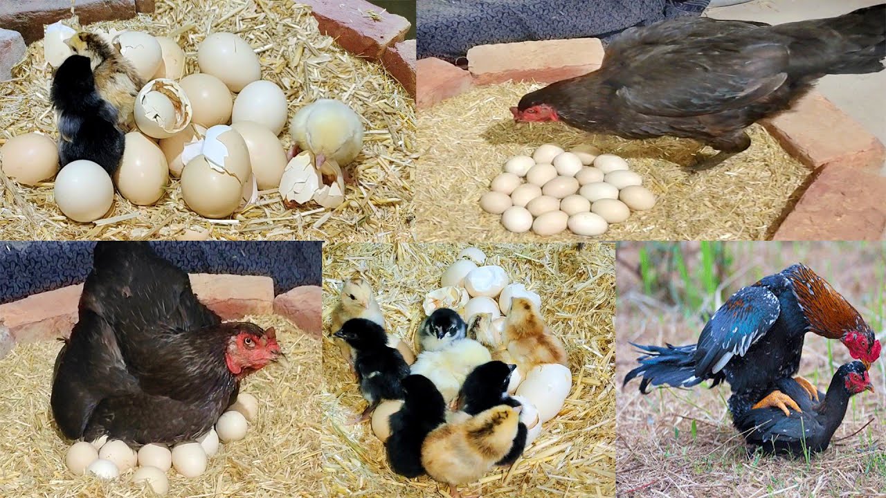 Original Native Hen Eggs Hatching Found in Pakistani Villages