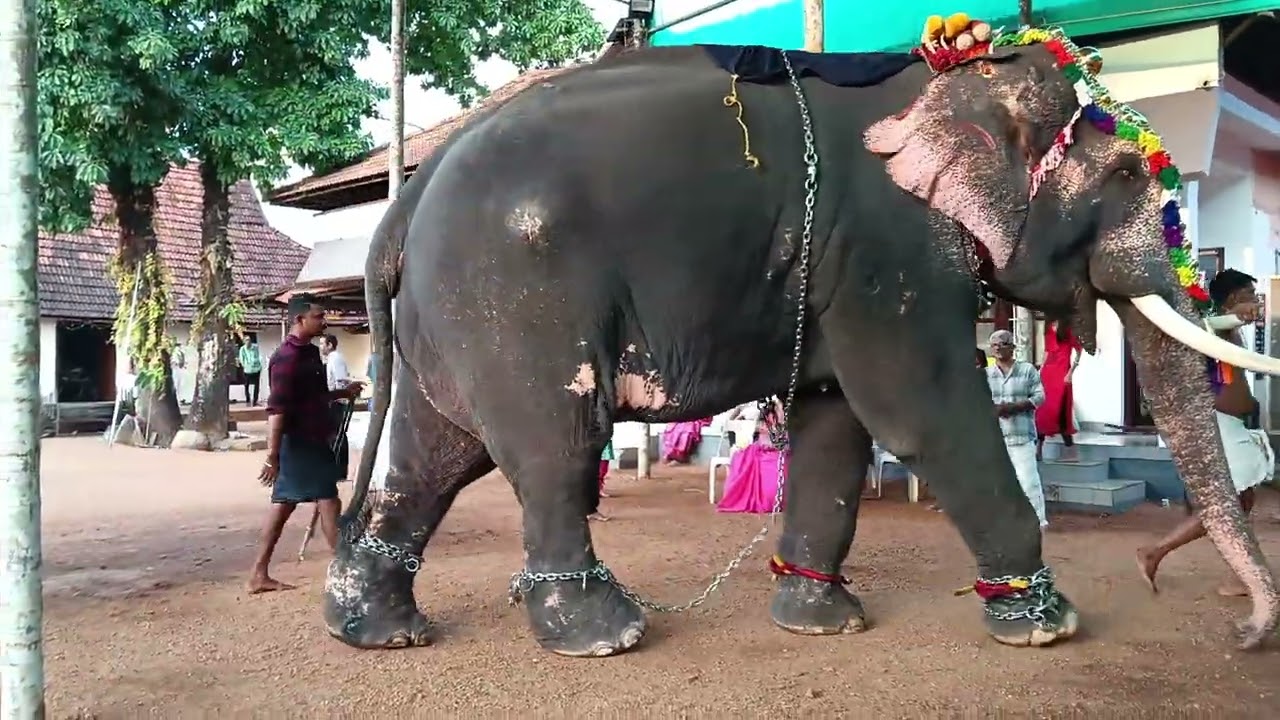 யானை 🐘 கோவில் க்கு  வெளியே போகுது...🤩🐘