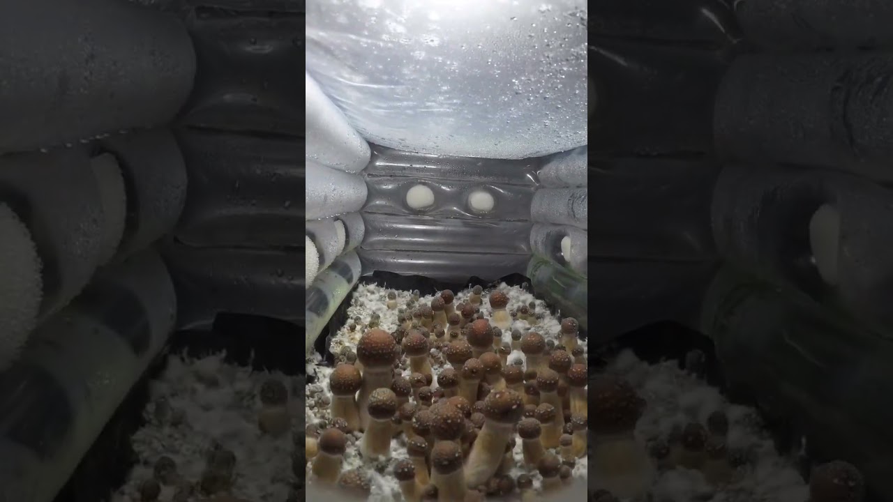 fructificacion #hongos #micelio #hongosmagicos #nature #cultivo #nature #mushroom #mushroomgrowing