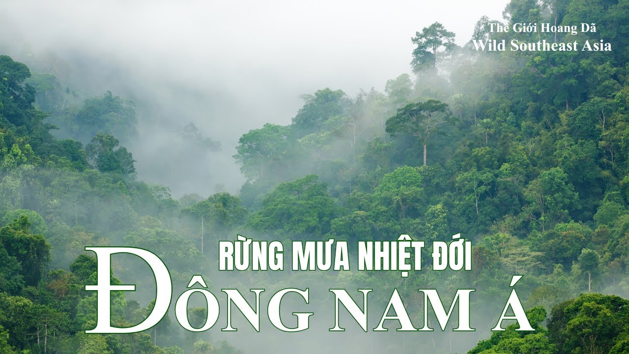 BÍ ẨN RỪNG NHIỆT ĐỚI ĐÔNG NAM Á - VIDEO 4K