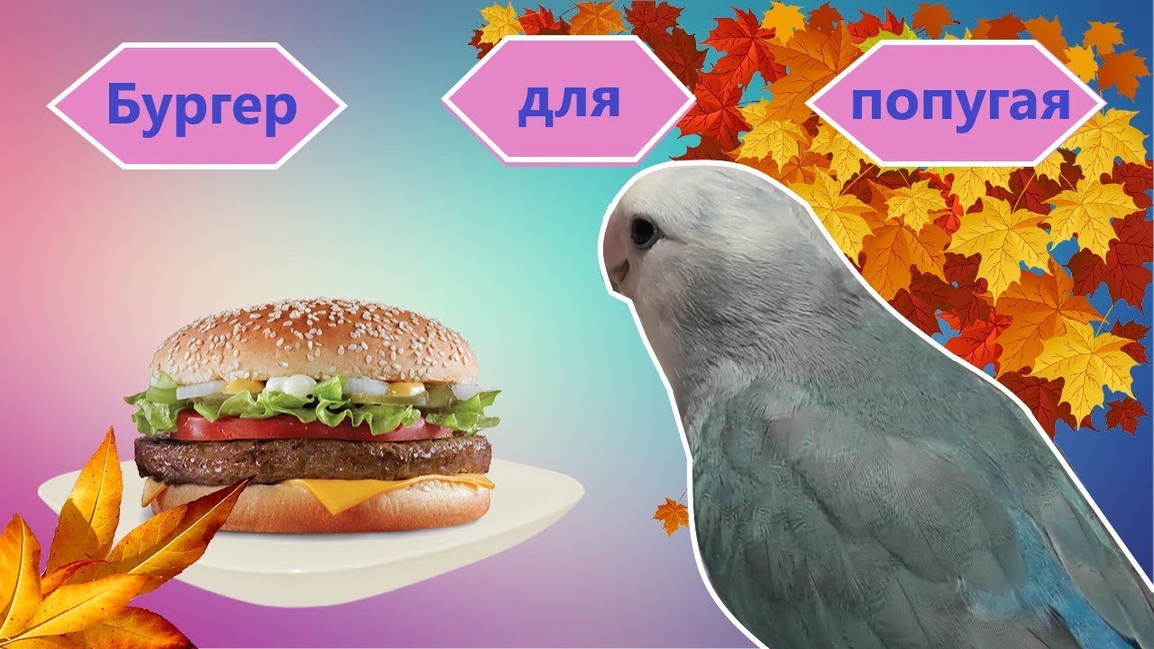Бургер для попугая