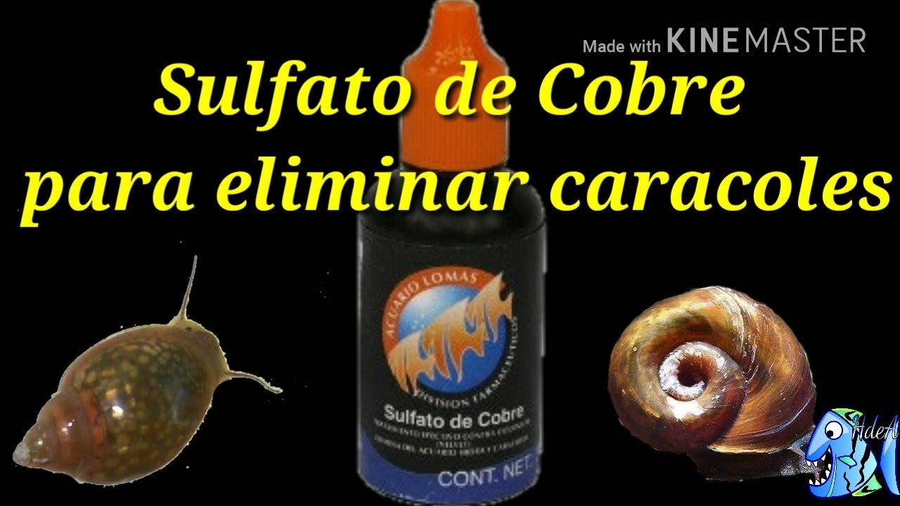 Sulfato de Cobre para eliminar caracoles