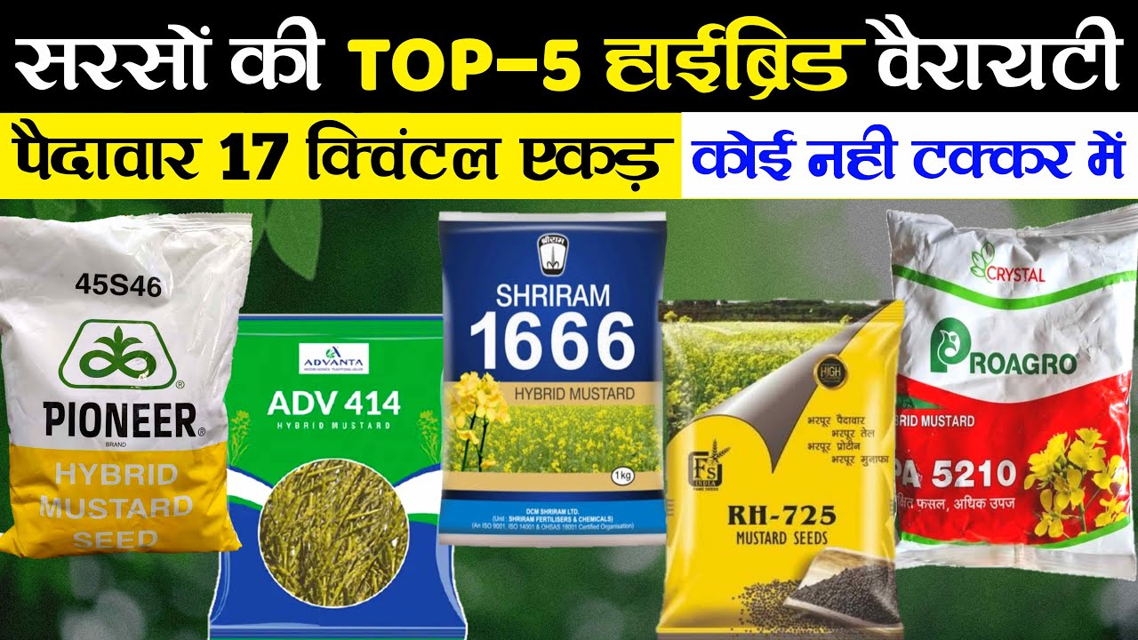 सरसों की Top - 5 वैरायटी | Sarso ki Top Class Variety | Sarson ki kheti | 45S46, ADV 414, SR 1666