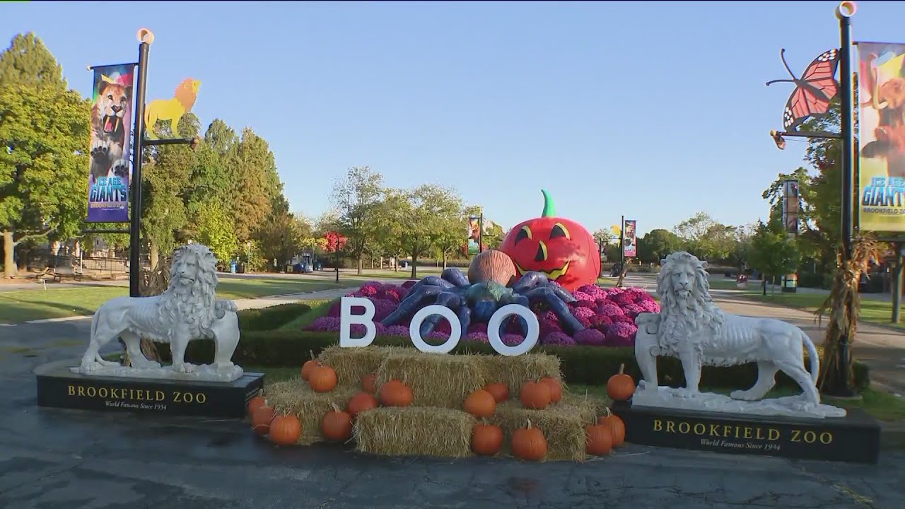 Weekend Break: Boo at the Brookfield Zoo