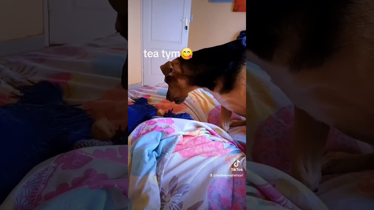 Goodmorning 🐕 🥰 🐕 🥰 