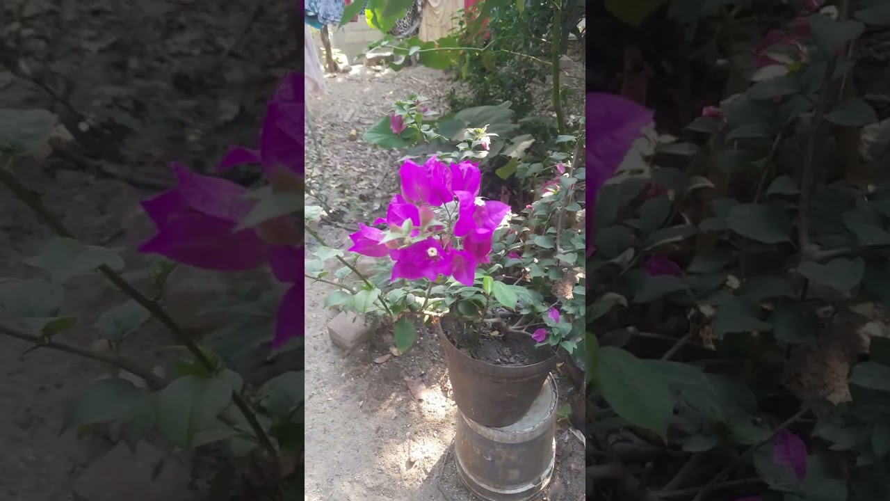 MIREN MIS BUGANBILIAS QUE LINDAS