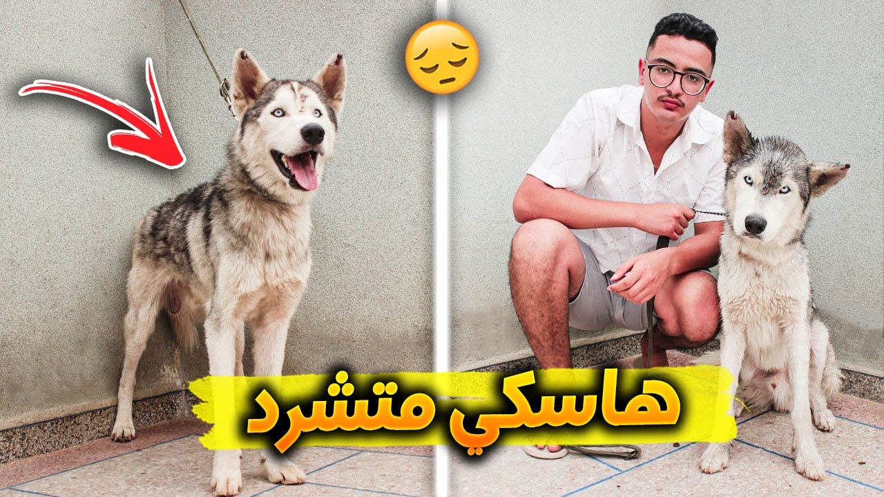 إنقاد كلب هاسكي من الموت بعد ما تخلت عنه صاحبته 😢