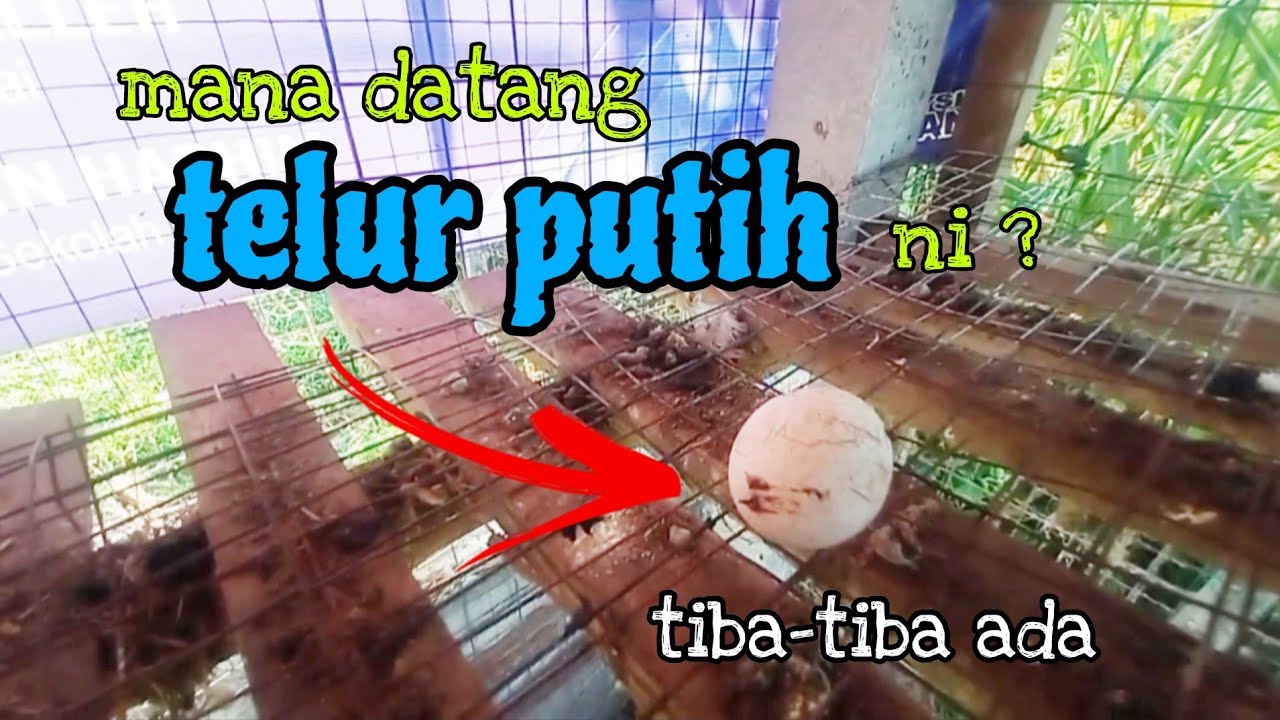 [Episod998] empat hari kehabisan dedak penelur. ayam makan dedak grower, ini pulak yang terjadi.