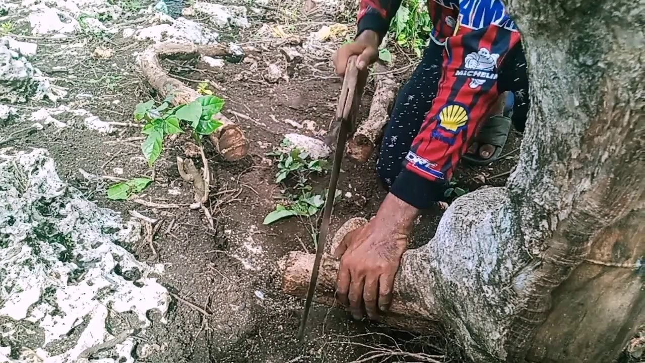 Bonsai hunting(Tugas)