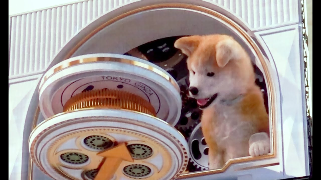 飛び出す秋田犬